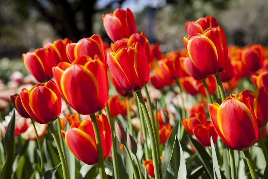 Bitcoin vs. Tulips? Why Bubble Analogies Are Disingenuous