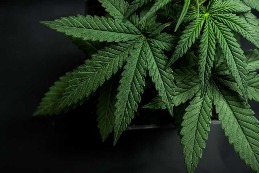 Blockchain Technology Set to Stimulate the Marijuana Industry