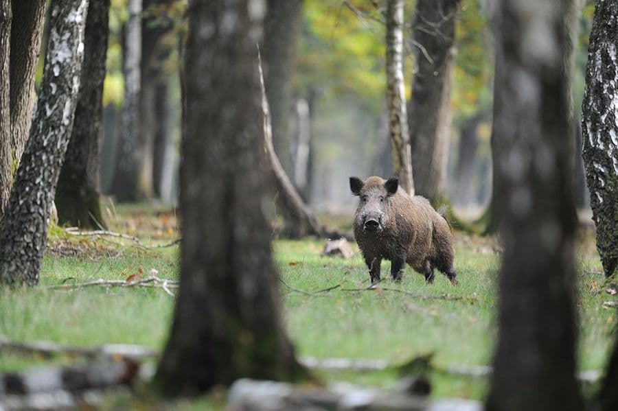 Wild Game Tracking on NEM-Blockchain in Japan